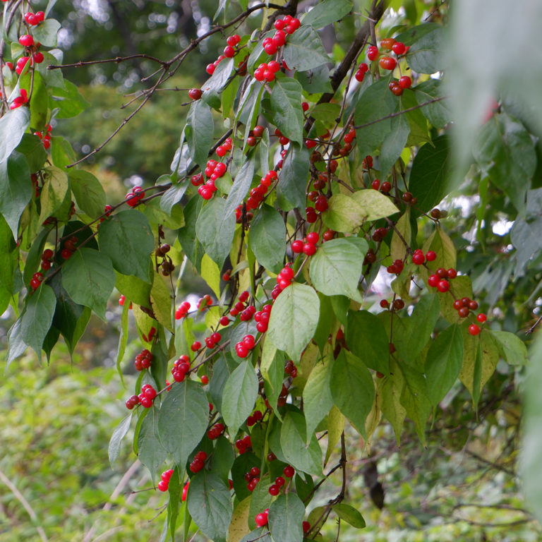 Red Berries On Tree