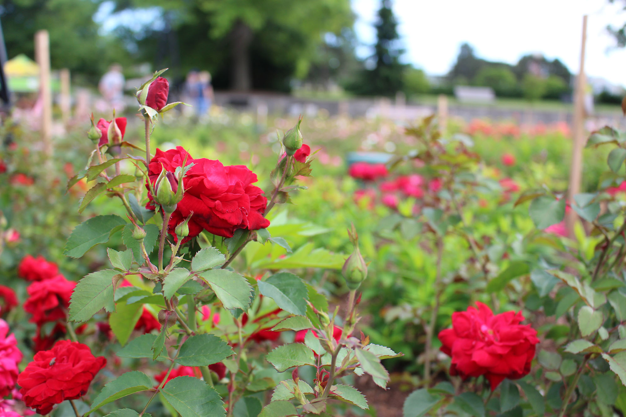 Red Canadian Shield Rose Vineland 49th Parallel Collection