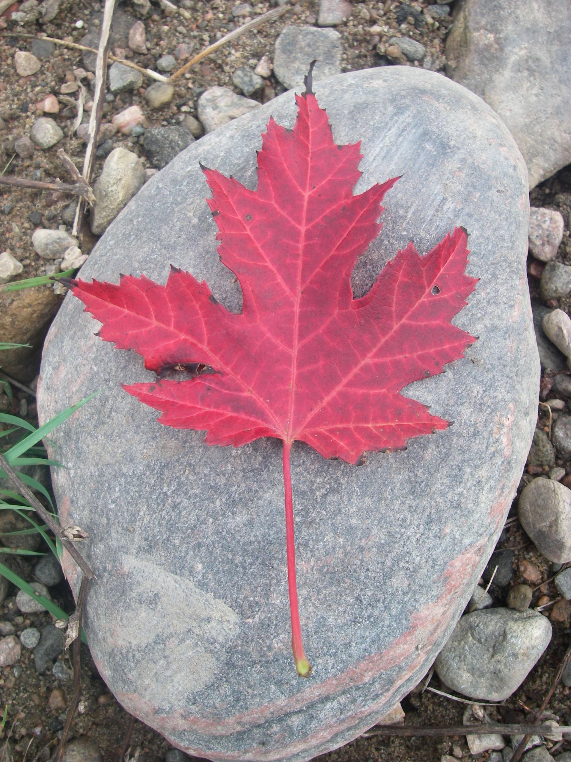red maple leaf sitting on stone