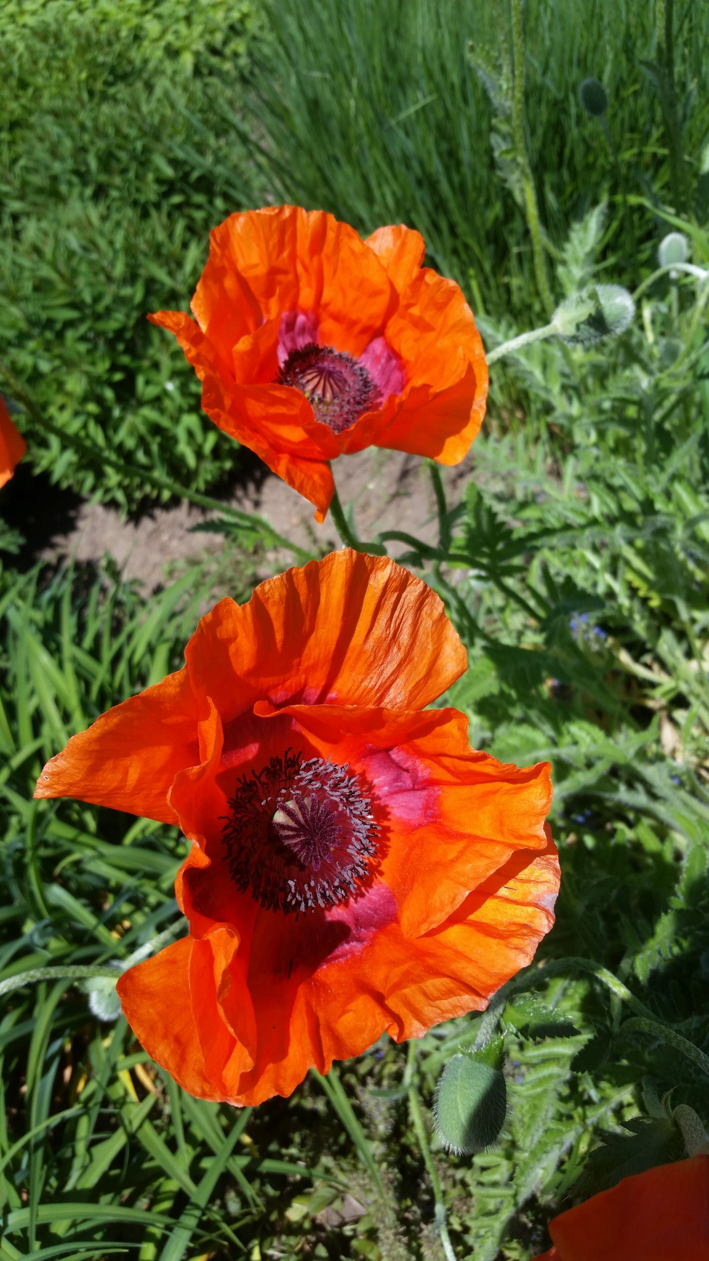 Red poppies growing in a garden