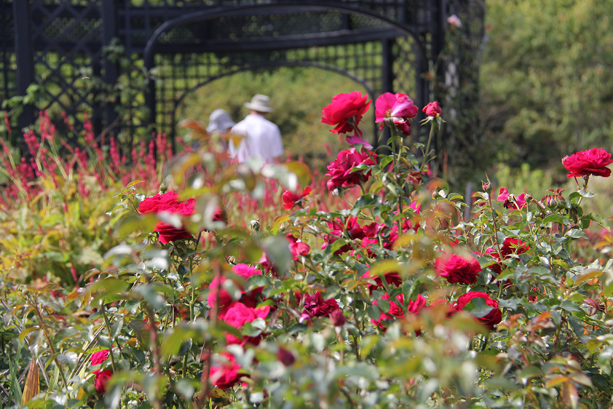 red roses surrounded by companion plants in the Rose Garden with visitors in the background