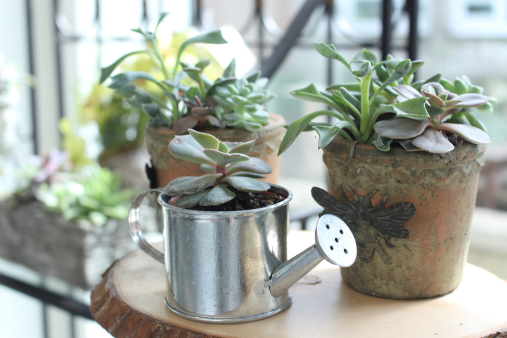 Shop Succulent Containers