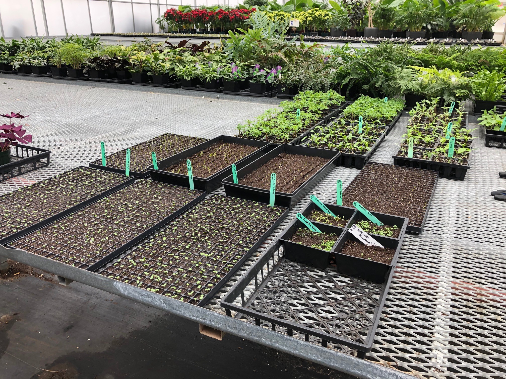 spring seedlings in trays in greenhouse