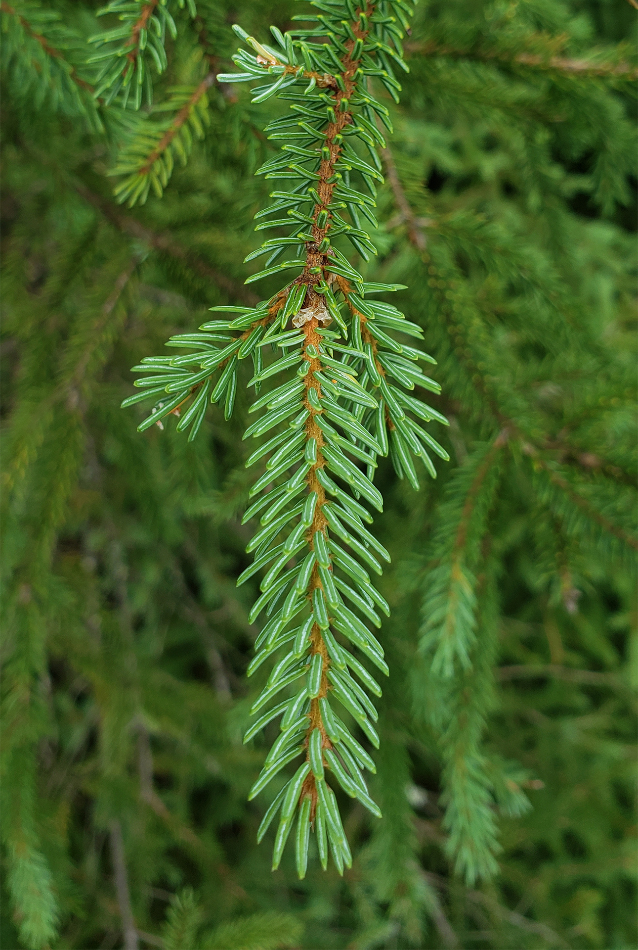 spruce needles on branch