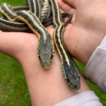 2 snakes in hands