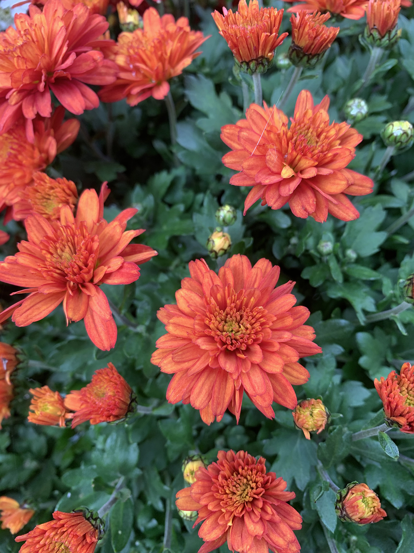 sunset coloured mums in bloom
