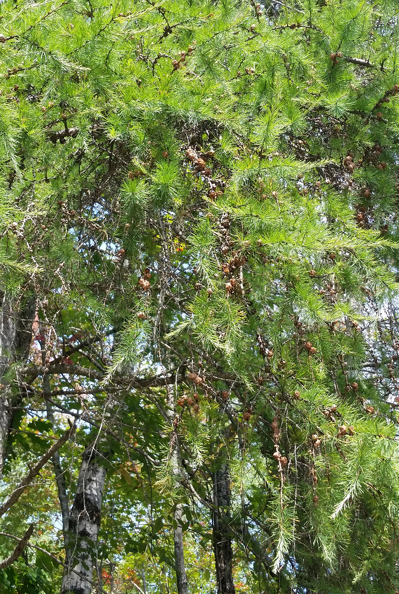 tamarack tree branches