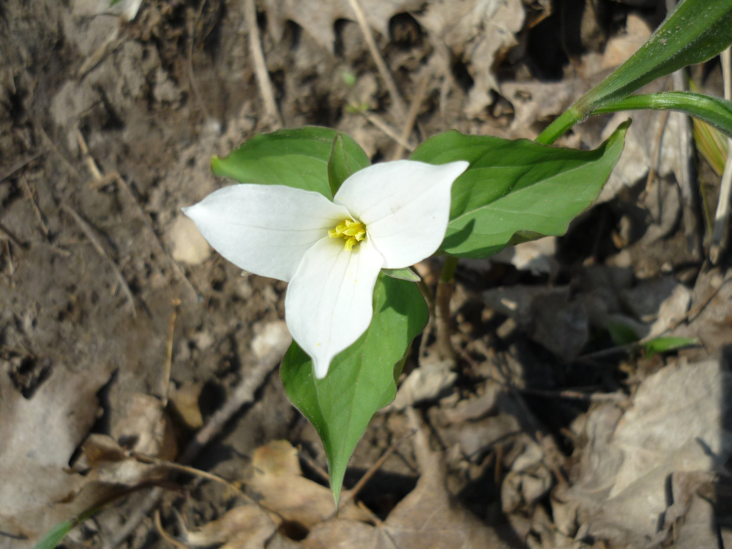 Trillium In Bloom
