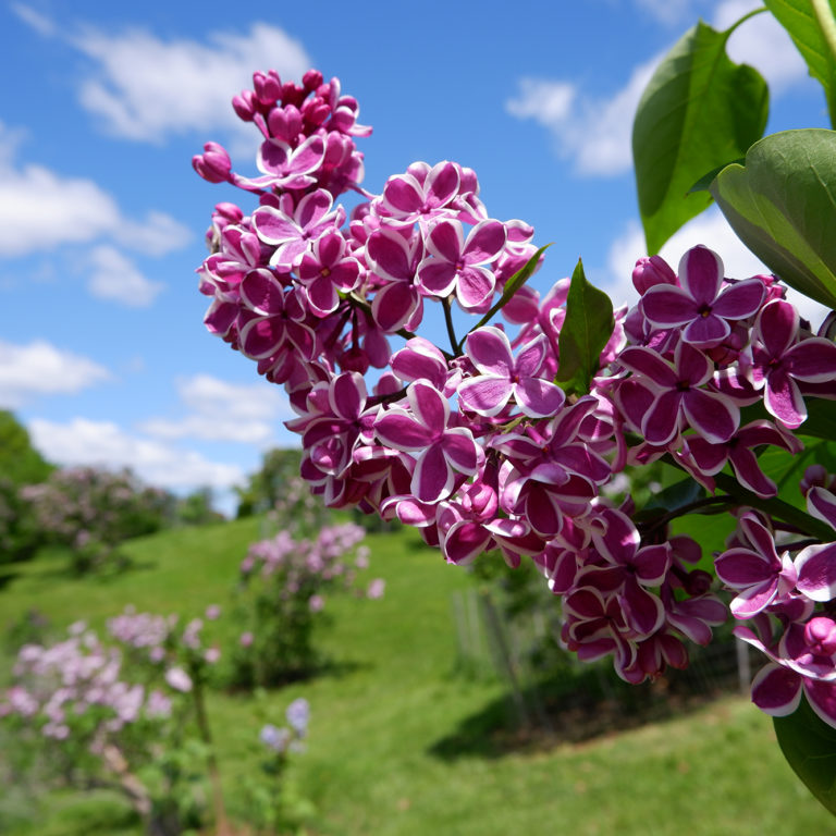 Two Tone Lilac Blooms