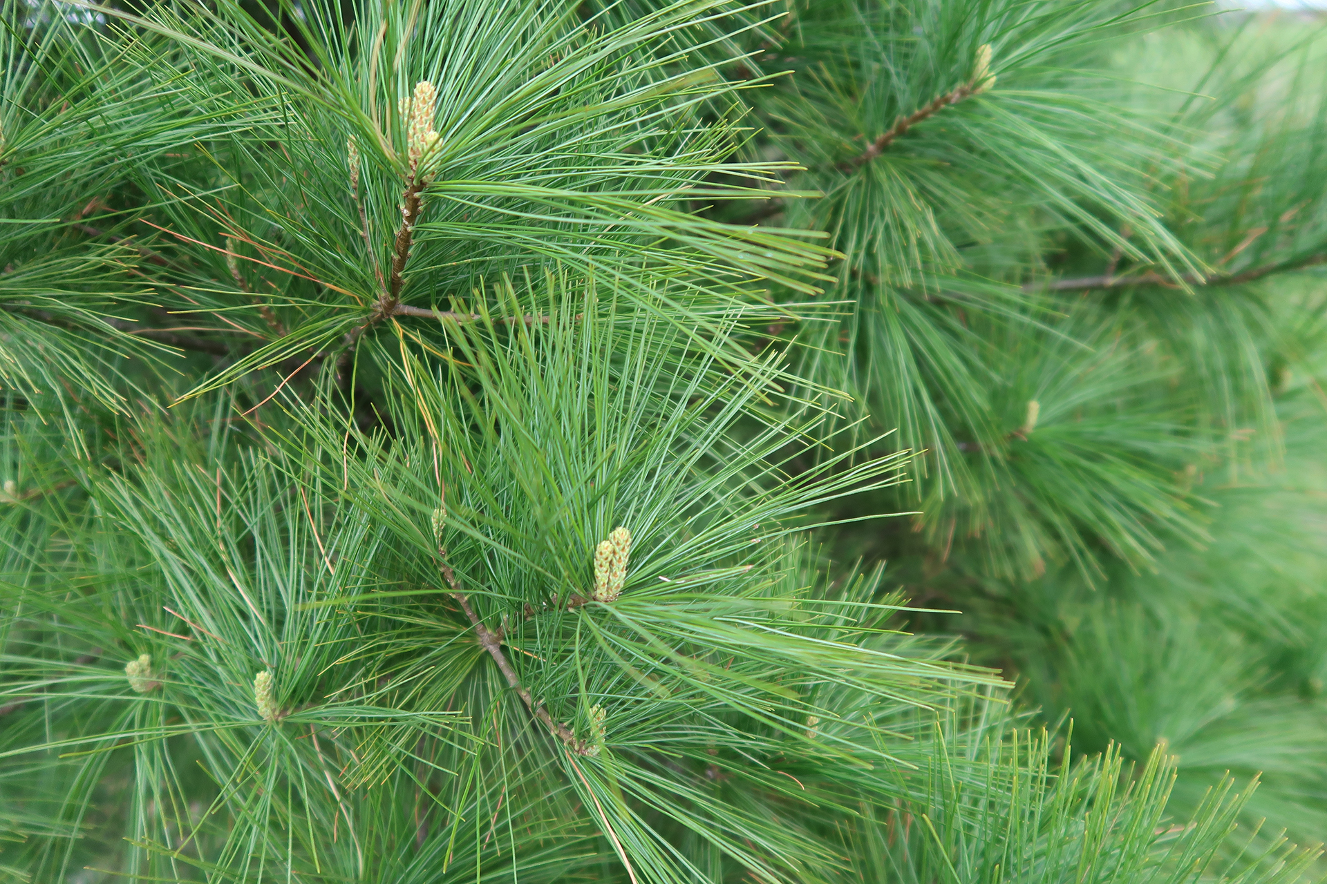 pin branches on tree with long needles