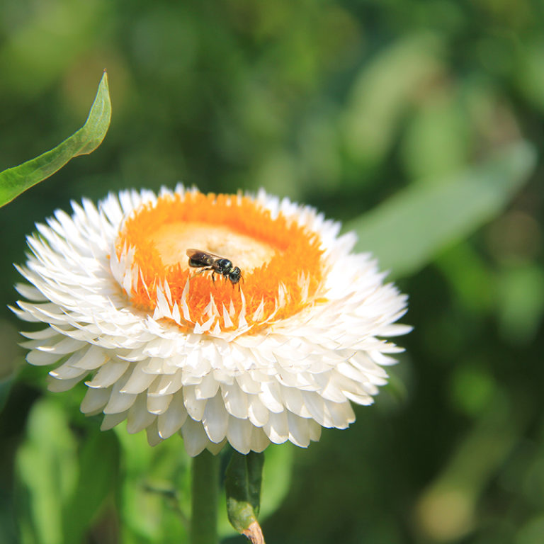 White Strawflower With Ant