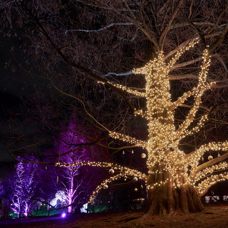 Dawn redwood tree wrapped in lights at Winter Wonders