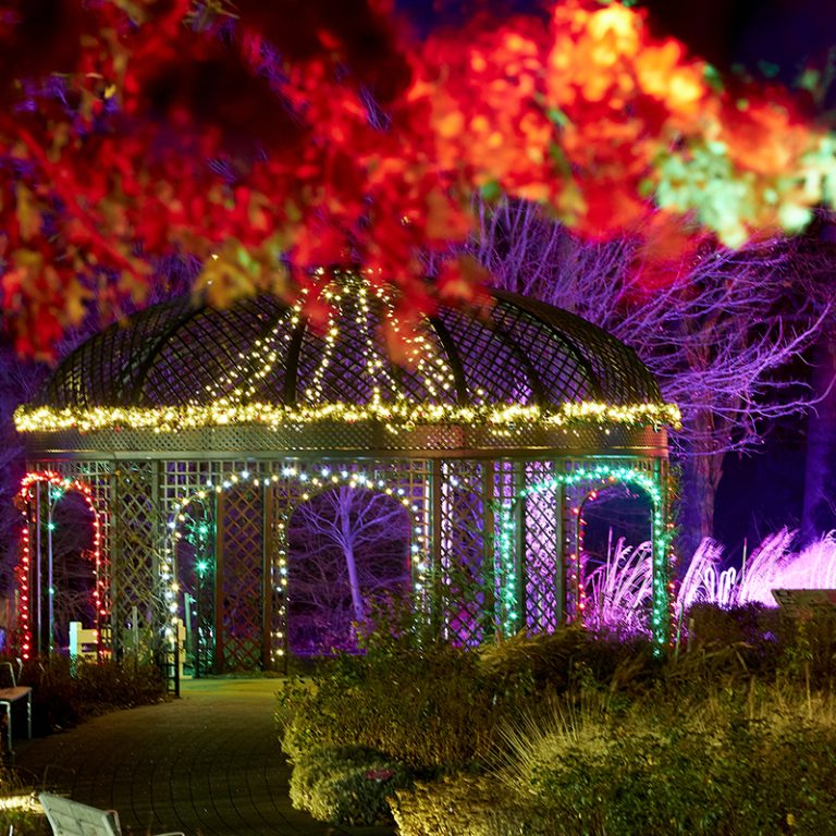 Looking over the rose garden during winter wonders to the gazebo wrapped in lights