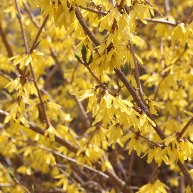 Yellow Forsythia Blooms