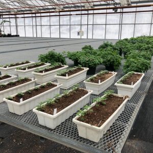 young mums in planters in greenhouse young mums in planters in greenhouse